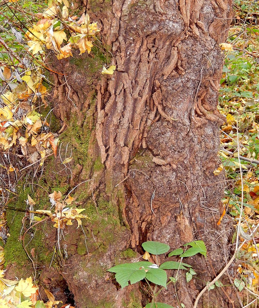 Image of Acer campestre specimen.