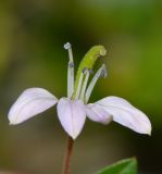 Cleome rutidosperma. Цветок. Таиланд, о-в Пхукет, курорт Ката, пустырь между домами. 12.01.2017.