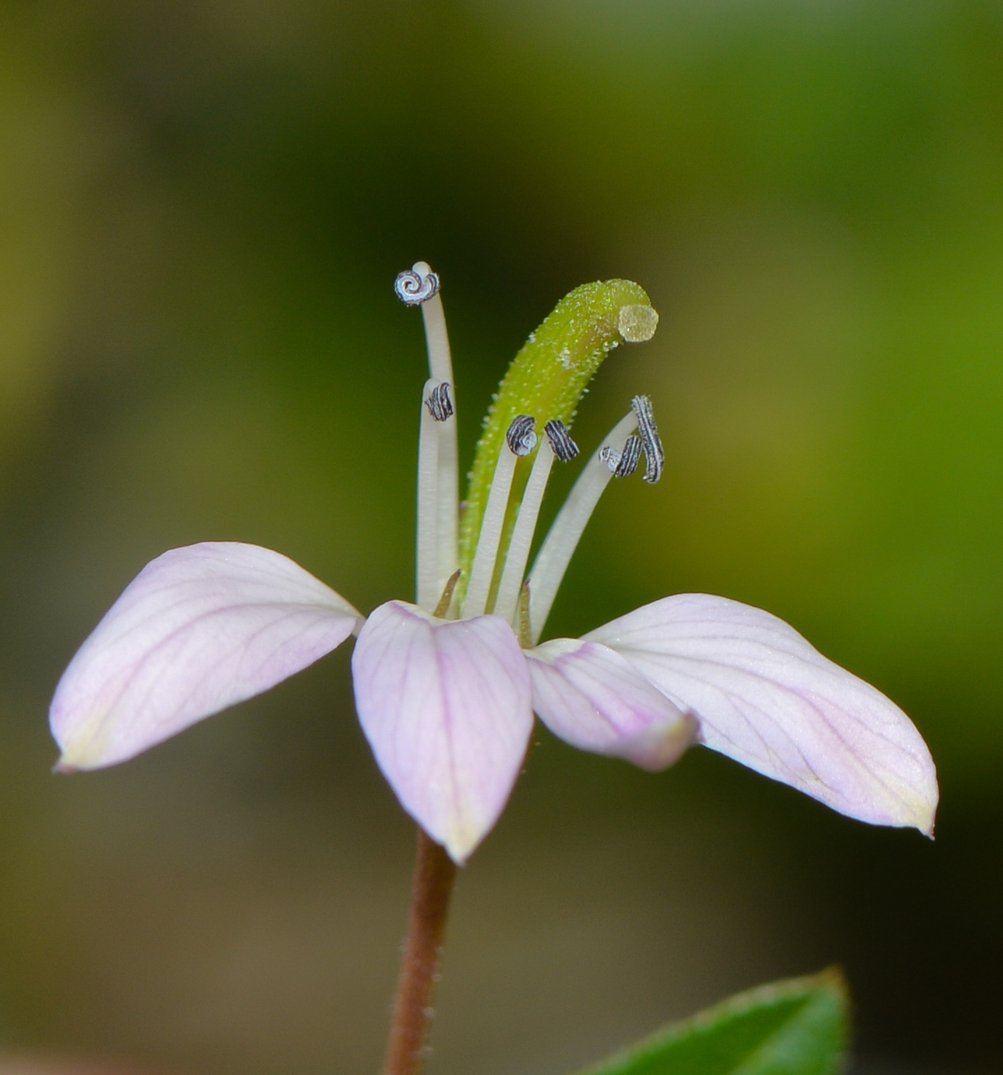 Изображение особи Cleome rutidosperma.