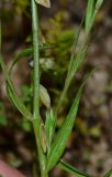 Polygala monspeliaca