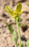 Ranunculus oxyspermus