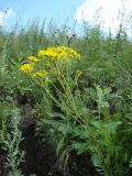 Senecio jacobaea. Цветущее растение. Республика Мордовия, Ромодановский р-н, окр. с. Вырыпаево, луг на открытом склоне. 16 июля 2015 г.