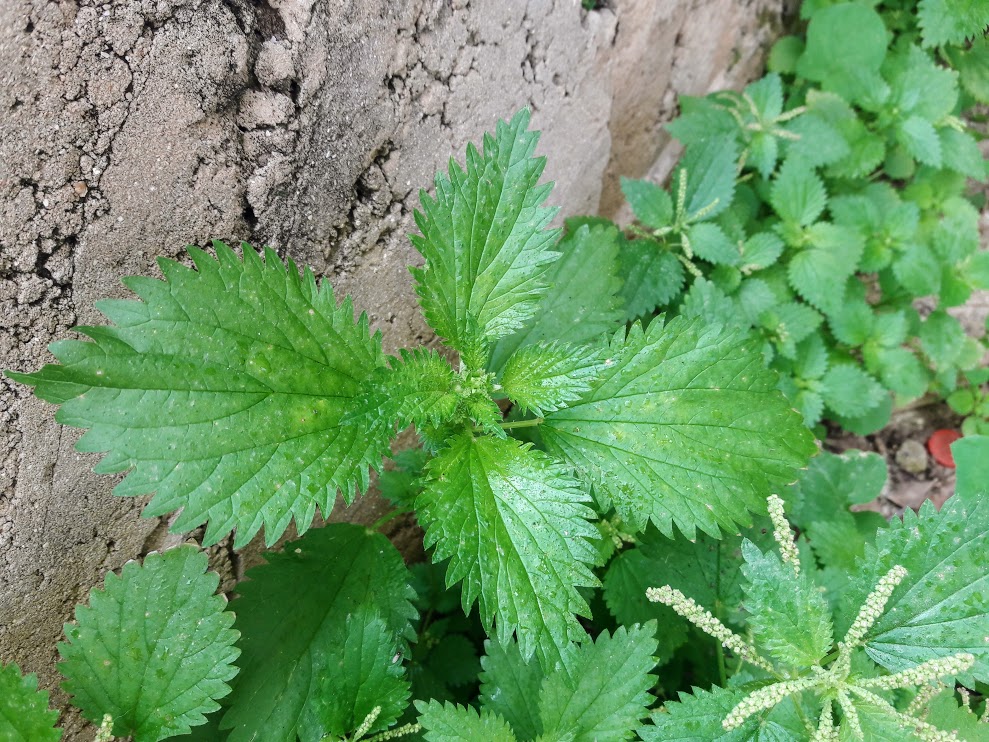 Image of Urtica membranacea specimen.