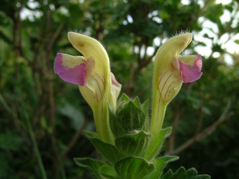 Изображение особи Scutellaria adsurgens.