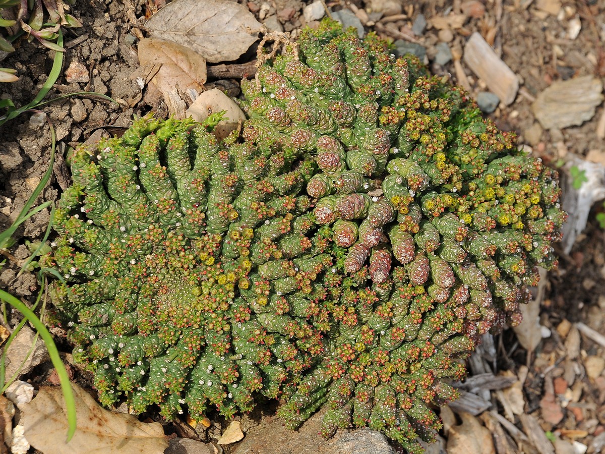 Изображение особи Euphorbia flanaganii.