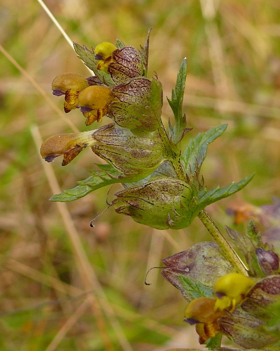 Image of Rhinanthus groenlandicus specimen.