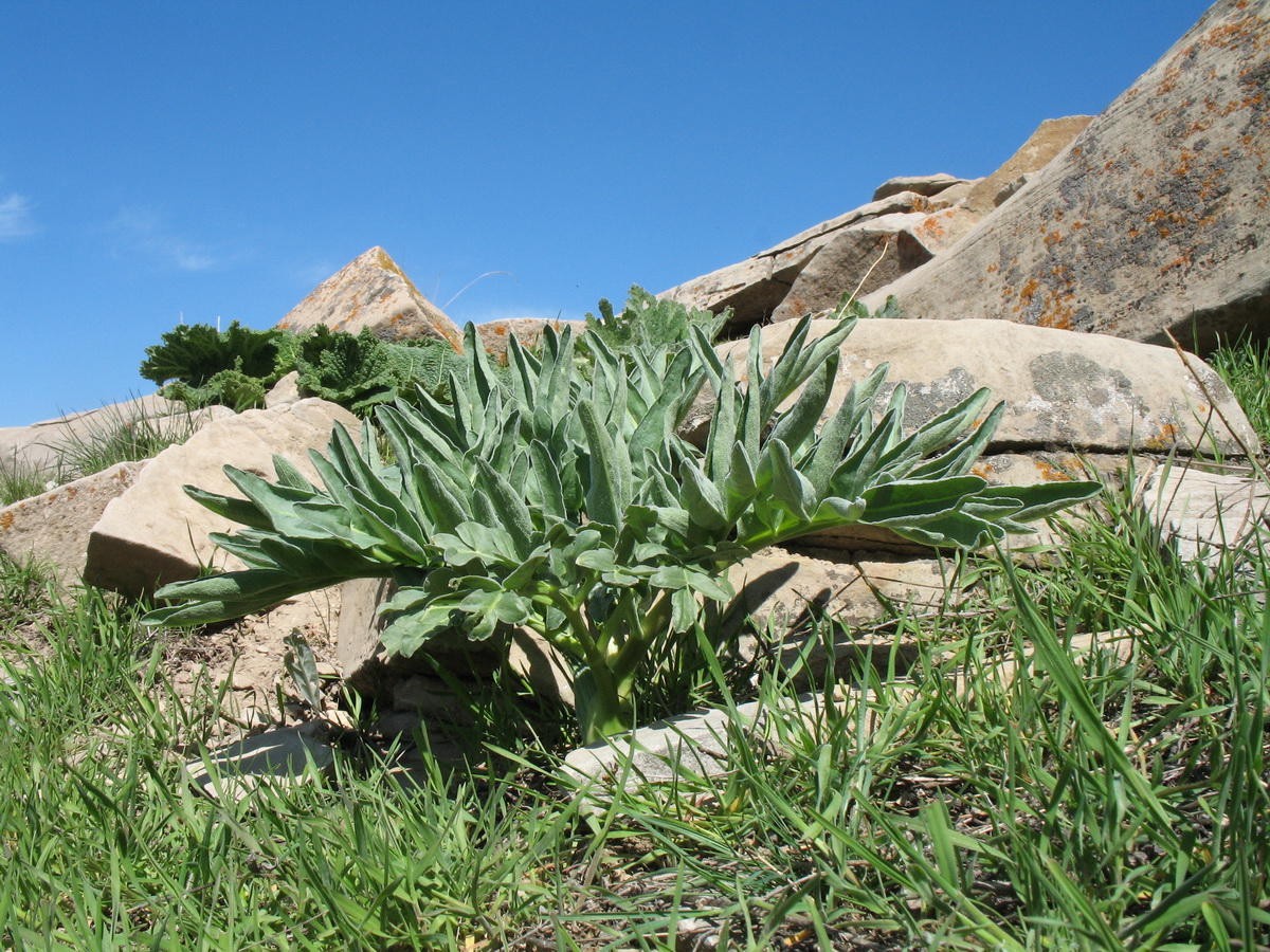 Image of Ferula diversivittata specimen.