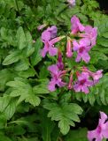 Incarvillea delavayi