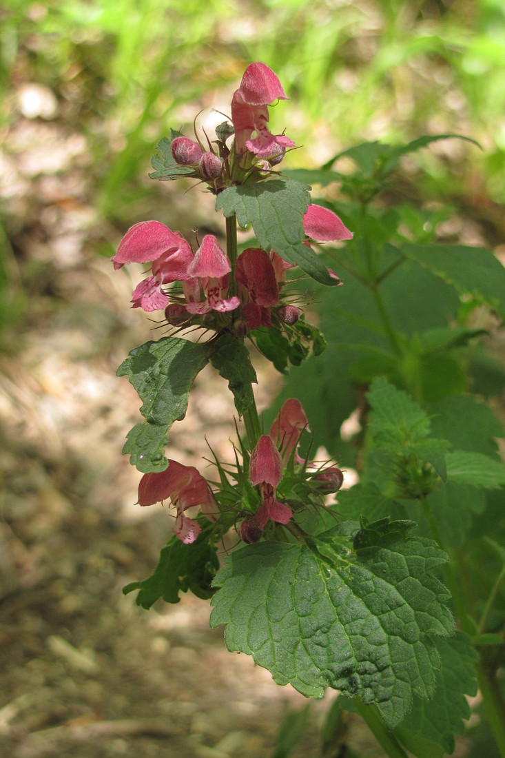 Image of Lamium maculatum specimen.