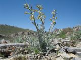 Matthiola tianschanica