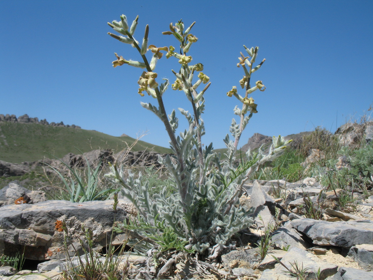 Image of Matthiola tianschanica specimen.