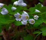 Oxalis acetosella. Цветки. Московская обл., Раменский р-н, окр. ж.-д. платформы Хрипань, просека под ЛЭП. 16.05.2017.