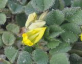 Medicago