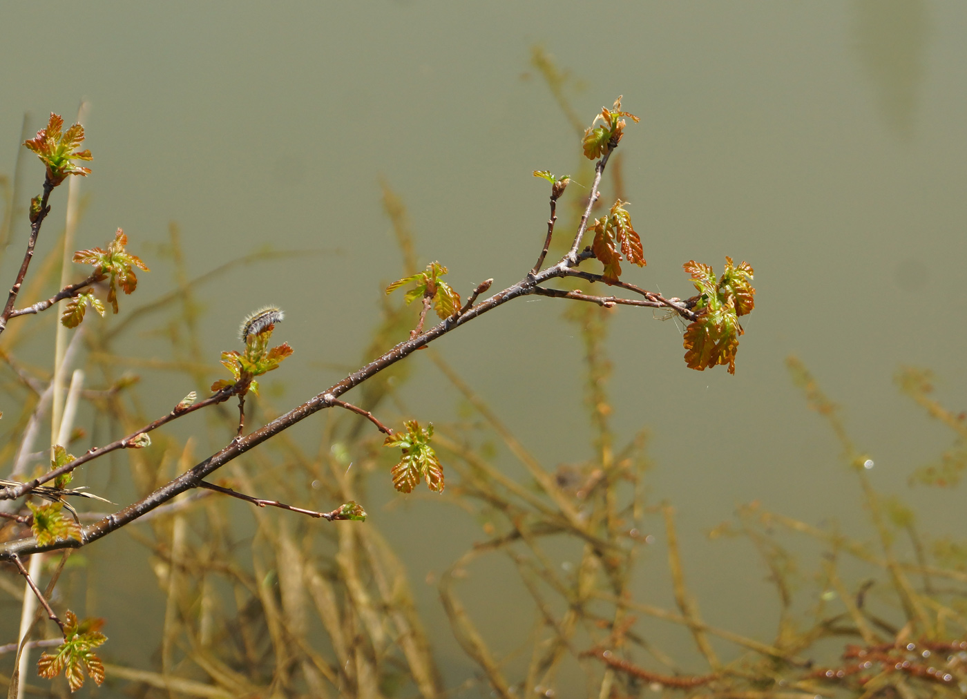 Image of Quercus robur specimen.