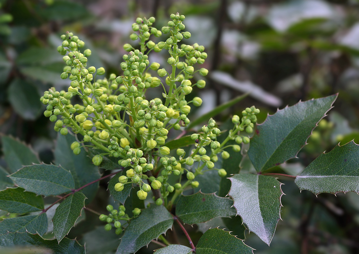 Изображение особи Mahonia aquifolium.