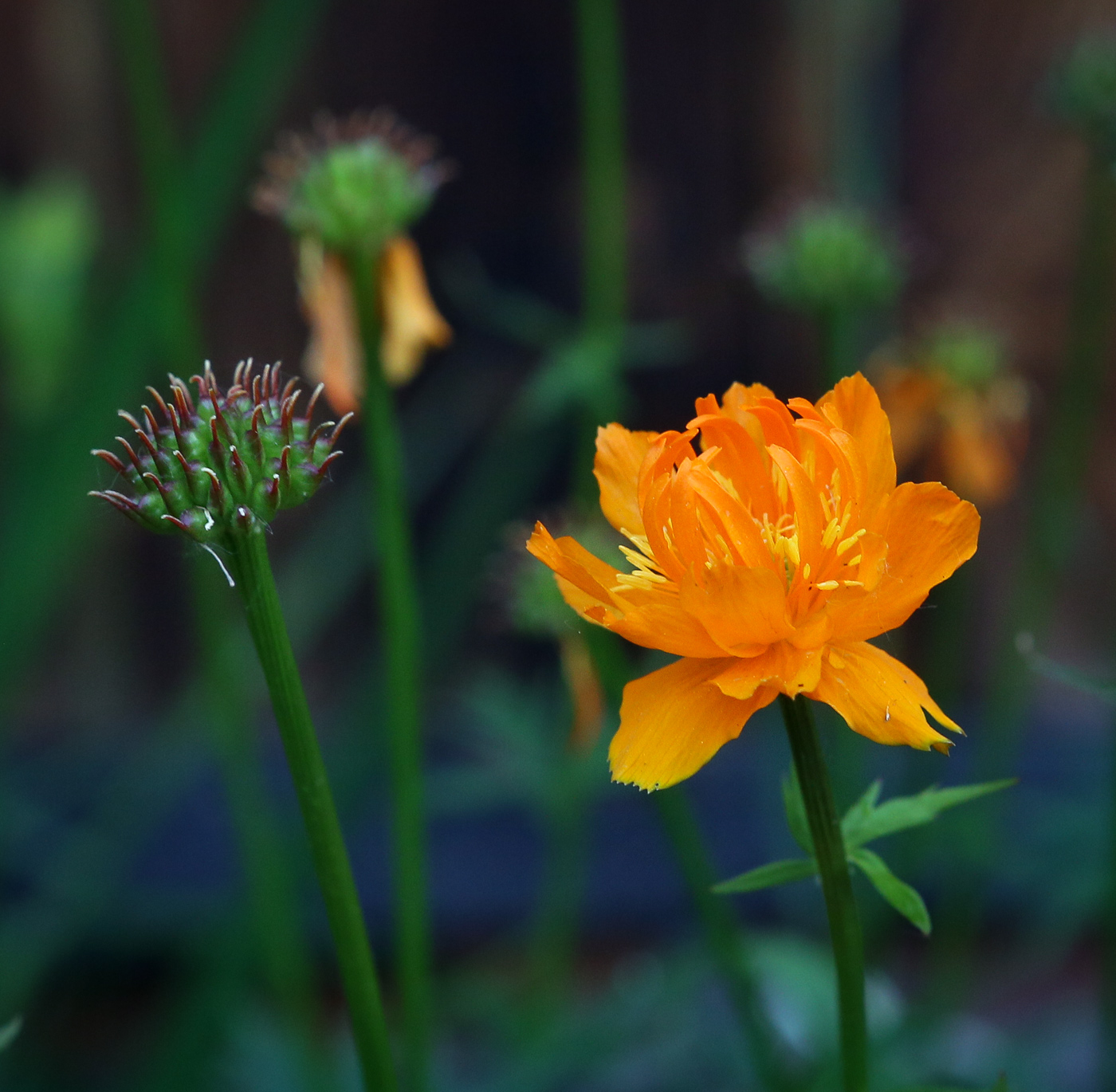 Изображение особи Trollius macropetalus.