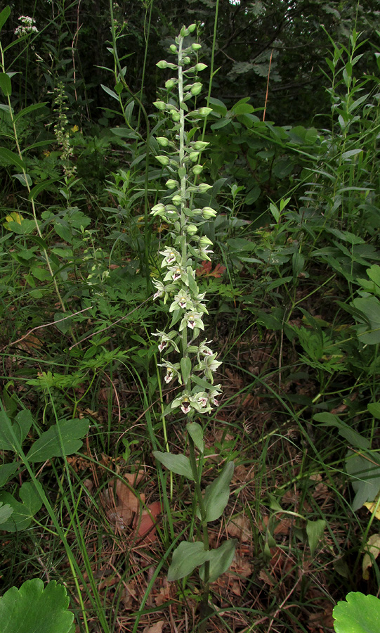 Image of Epipactis condensata specimen.