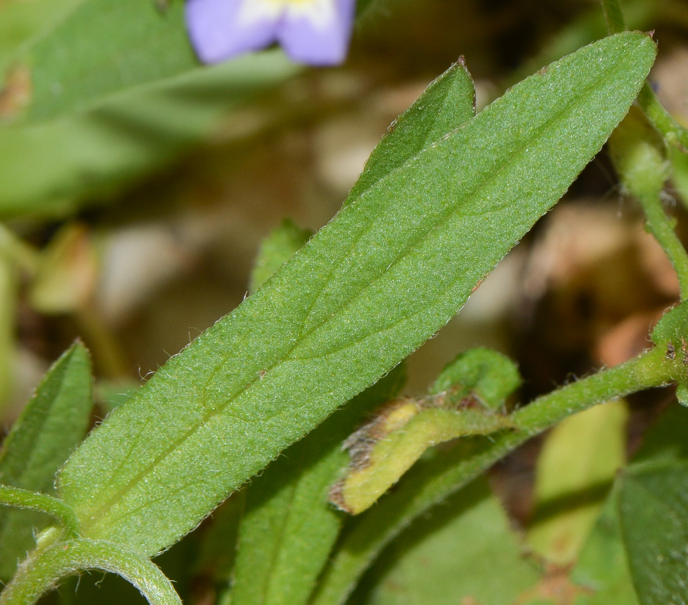 Изображение особи Convolvulus pentapetaloides.