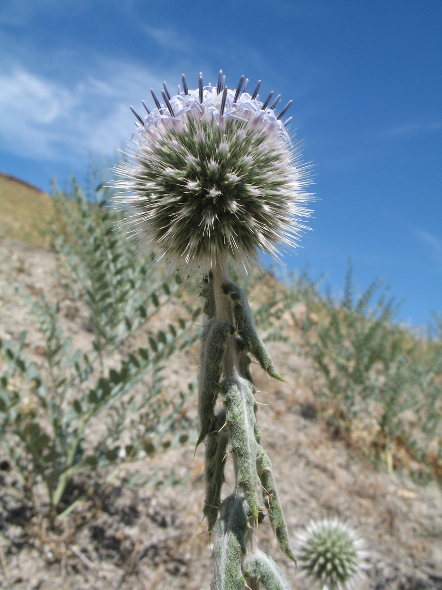 Изображение особи Echinops nanus.