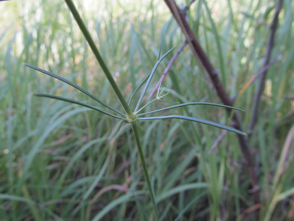 Изображение особи Galium octonarium.