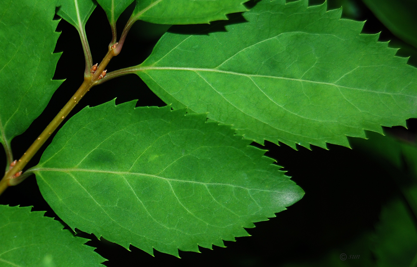 Image of genus Forsythia specimen.