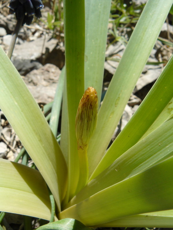 Image of Eremurus thiodanthus specimen.
