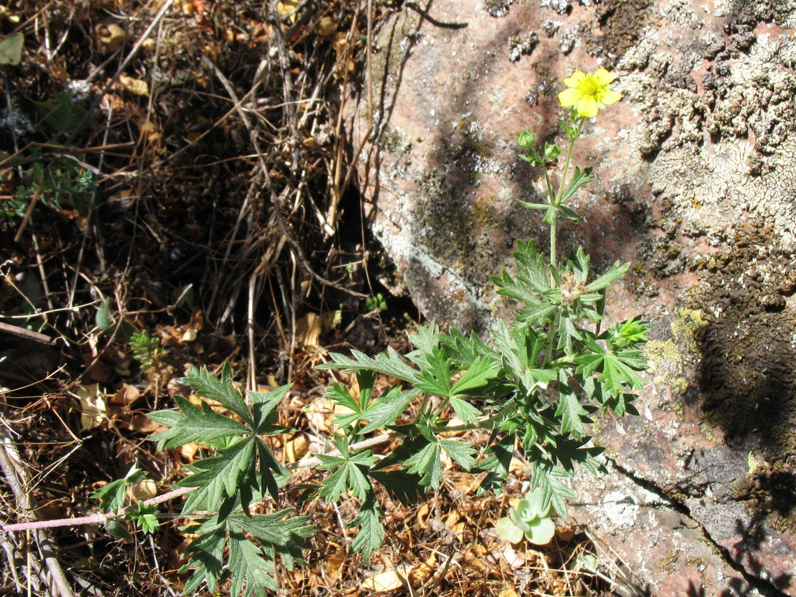 Изображение особи Potentilla impolita.