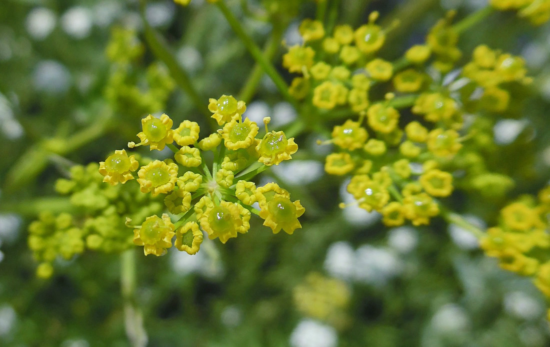 Изображение особи Pastinaca sylvestris.