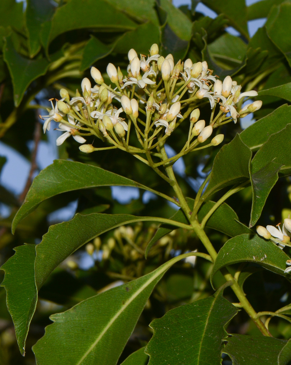 Image of Pittosporum rhombifolium specimen.