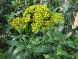 Bupleurum fruticosum