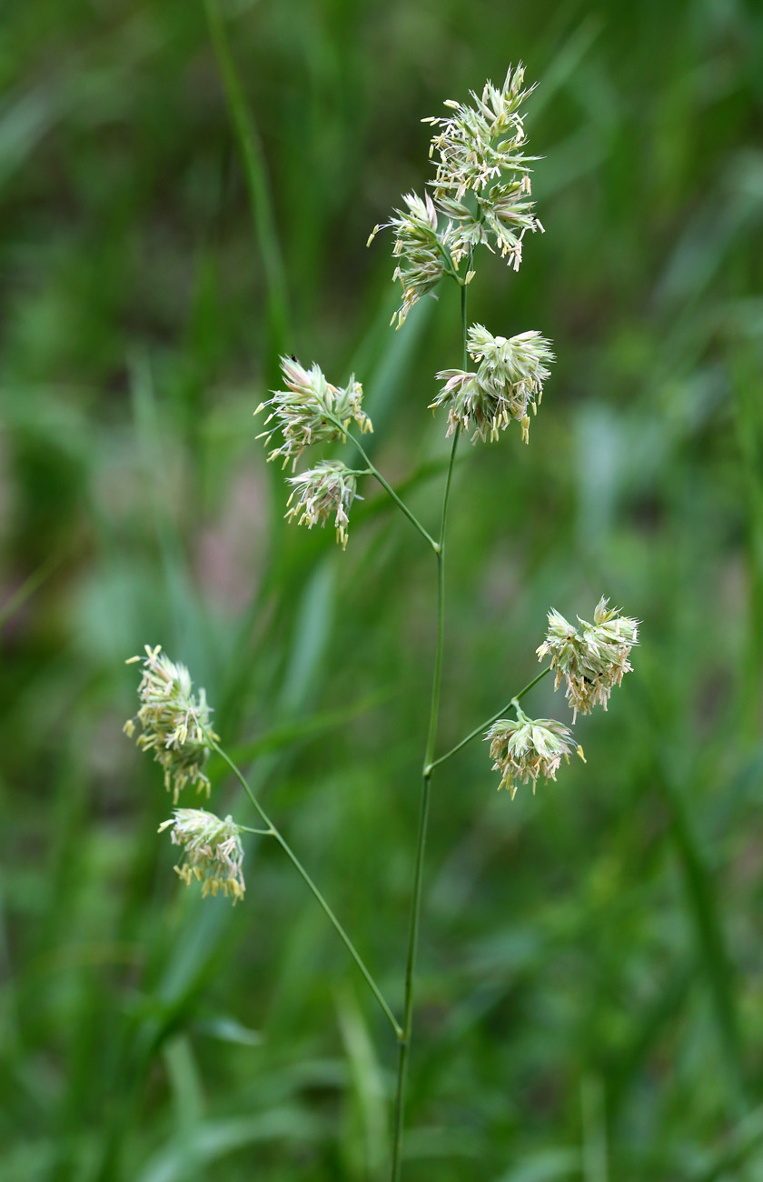 Image of Dactylis glomerata specimen.