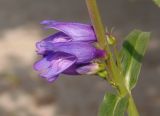 Image of taxon representative. Author is Сергей Одинец