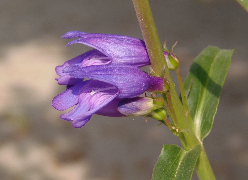 Изображение особи семейство Scrophulariaceae.