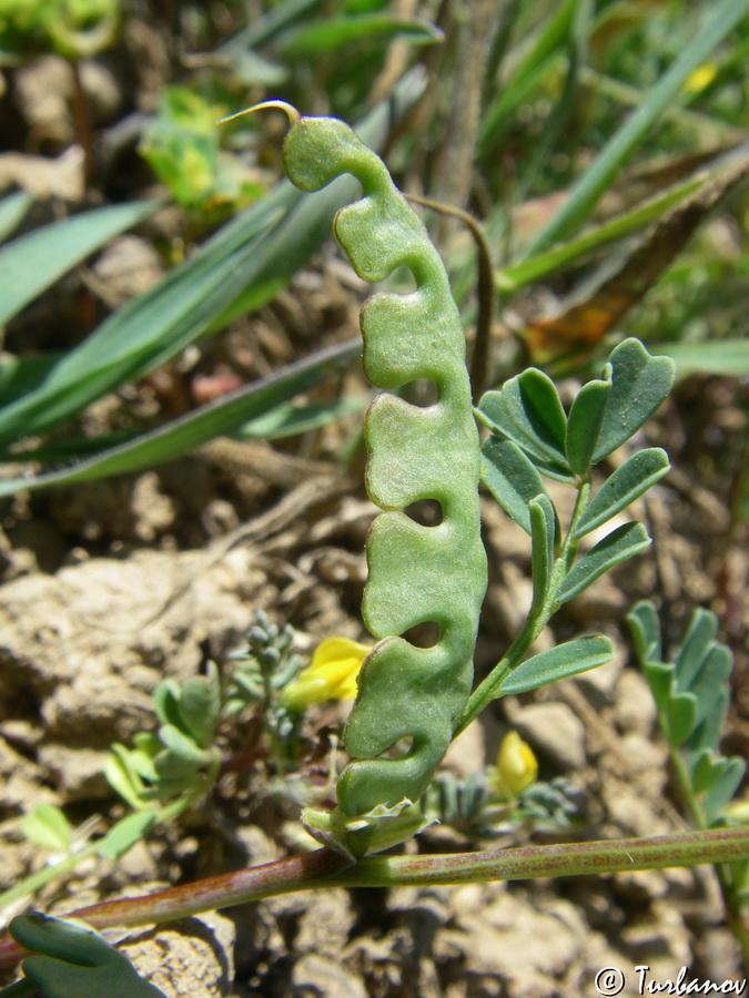 Изображение особи Hippocrepis biflora.