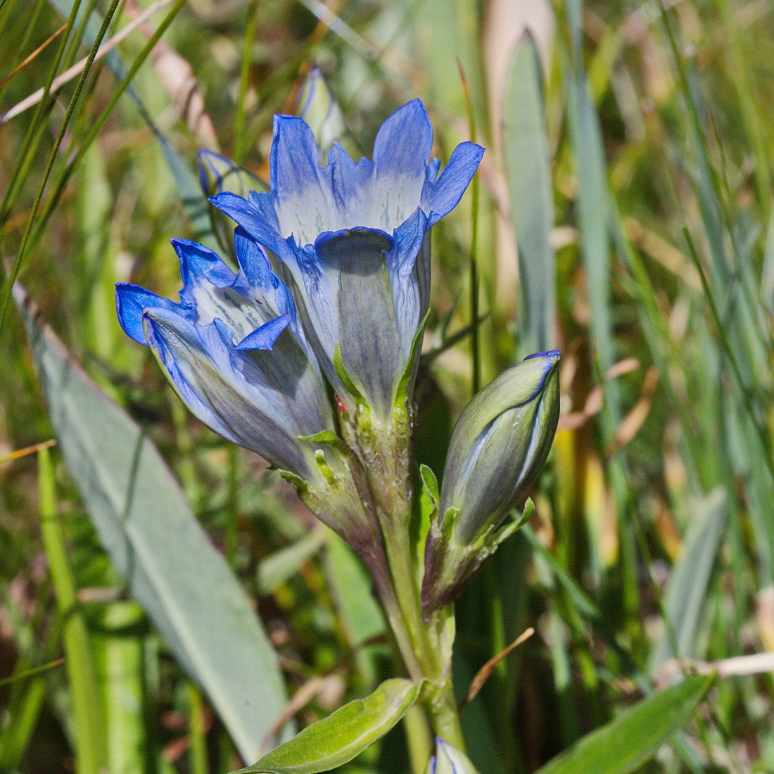 Изображение особи Gentiana kaufmanniana.