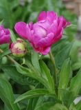 Paeonia lactiflora. Верхушка побега с раскрывающимся цветком и бутоном с кормящимися муравьями. (махровый культивар). Восточный Казахстан, Уланский р-н, с. Украинка, дачный участок. 10.06.2016.