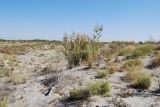 Phragmites australis