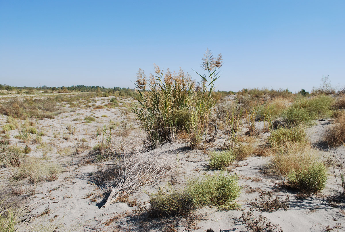 Изображение особи Phragmites australis.