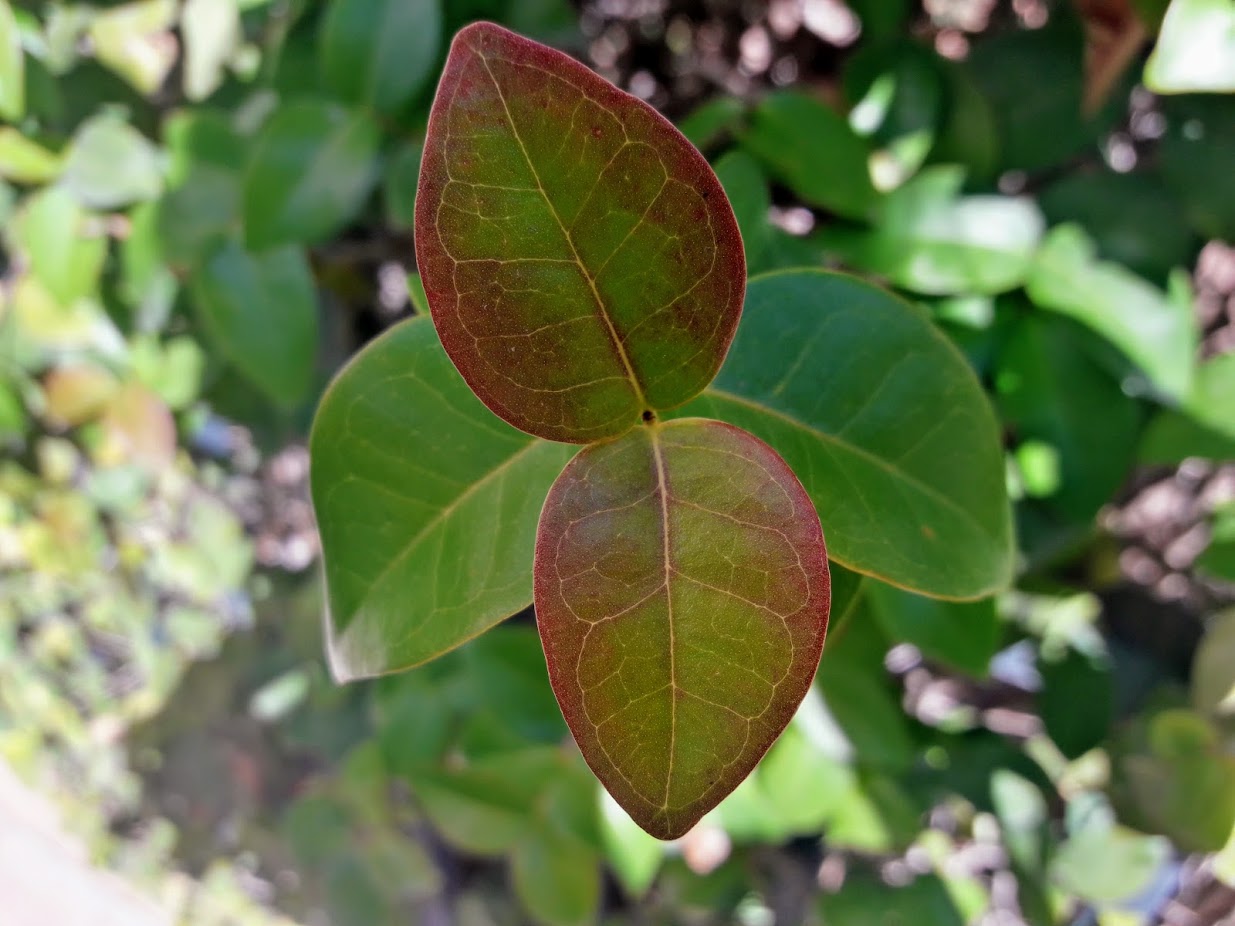 Image of Eugenia uniflora specimen.