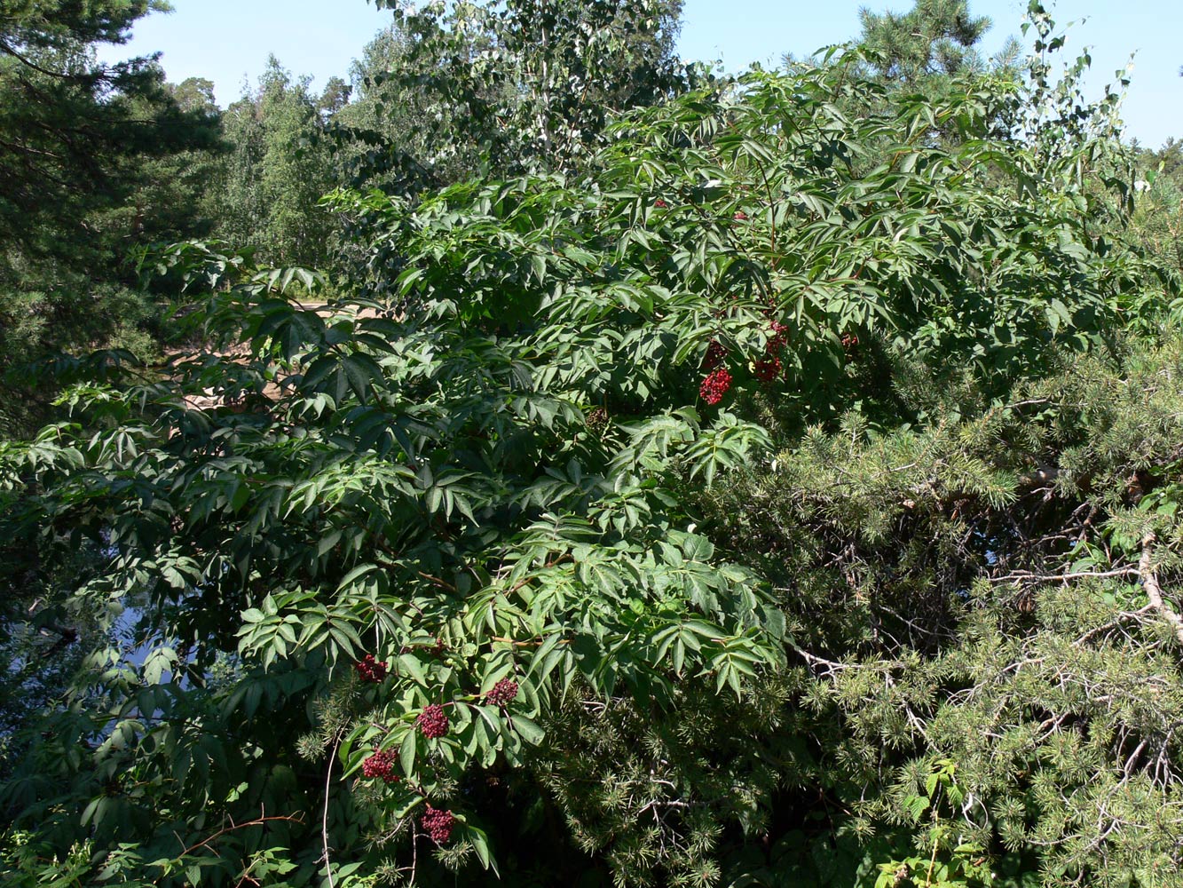 Image of Sambucus sibirica specimen.