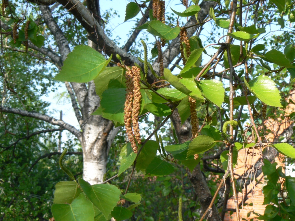 Изображение особи Betula platyphylla.