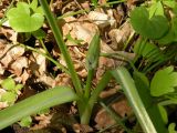 Ornithogalum boucheanum. Растение в фазе бутонизации. Днепропетровская обл., байрачный лес у правого притока р. Самары южнее с. Попасное. 02.05.2010.