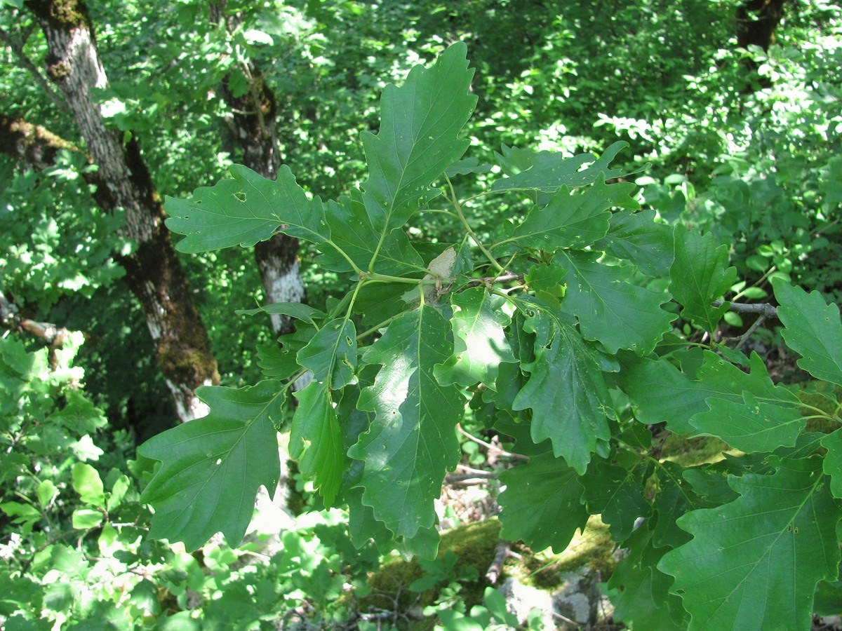 Изображение особи Quercus petraea.