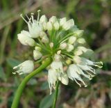 Allium stellerianum