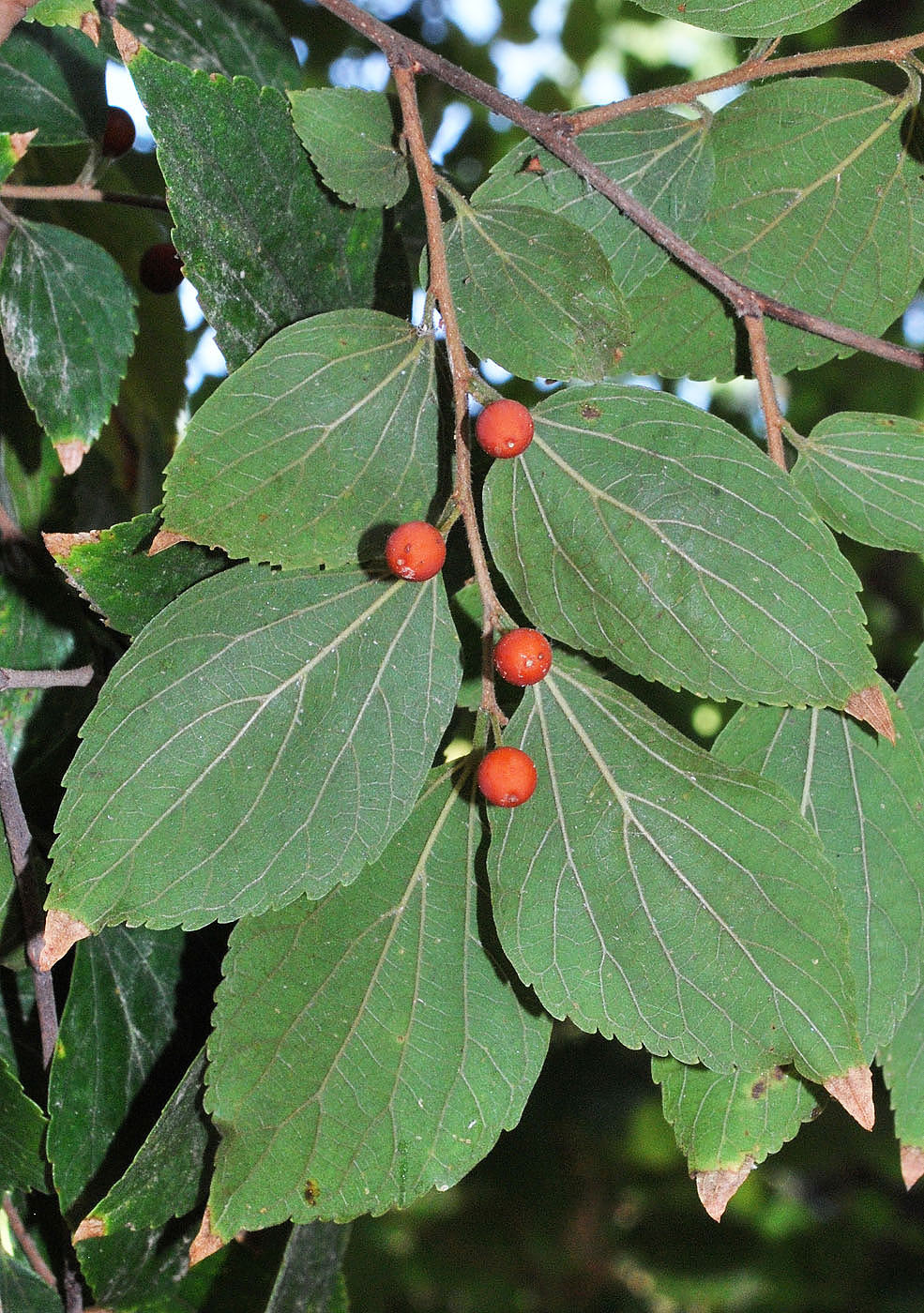 Image of Celtis biondii specimen.