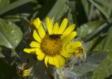 Senecio pseudoarnica