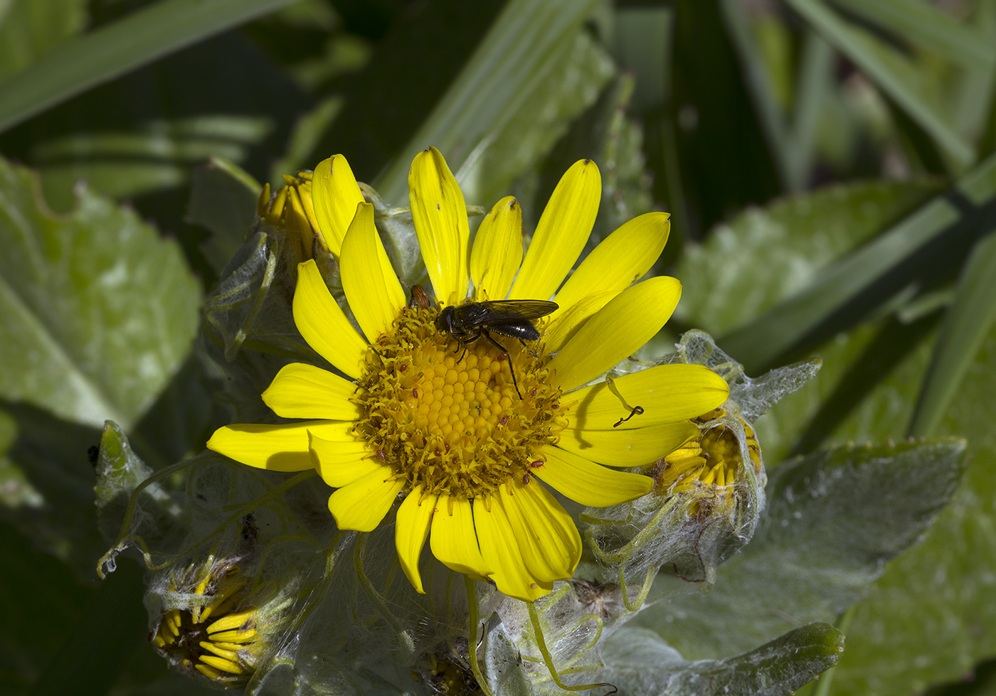 Изображение особи Senecio pseudoarnica.