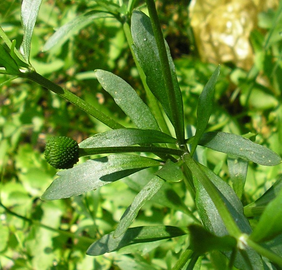 Изображение особи Ranunculus sceleratus.