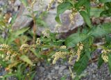 Persicaria lapathifolia. Побеги с соцветиями. Камчатка, Усть-Камчатский р-н, окр. пос. Ключи, обочина дороги. 23.08.2016.