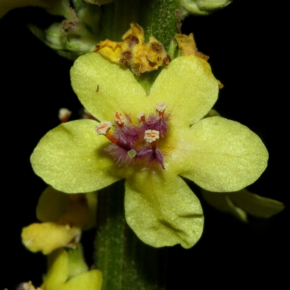 Image of Verbascum nigrum specimen.